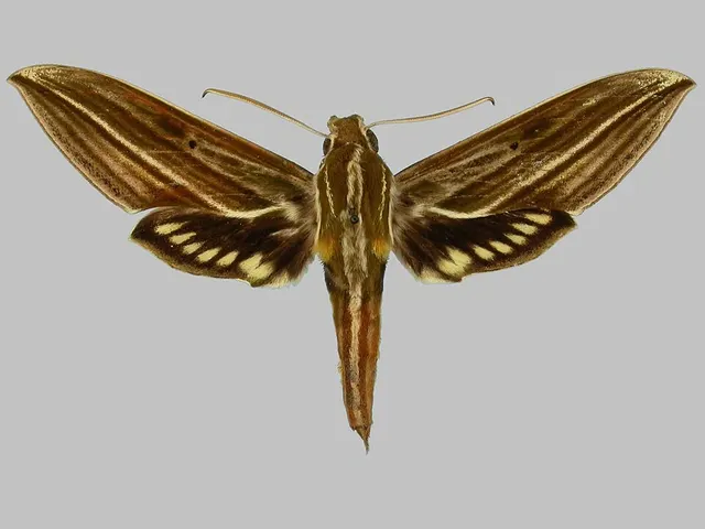 Xylophanes rhodotus