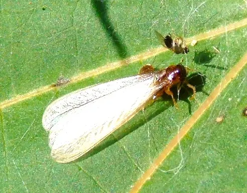 Coptotermes gestroi
