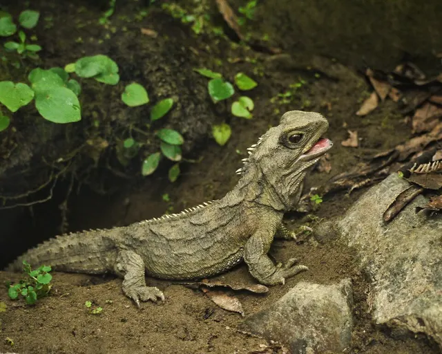 Sphenodon