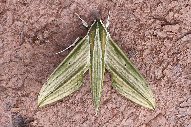 Cechenena lineosa