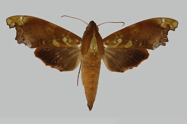 Stolidoptera cadioui