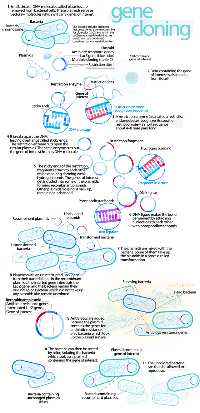 Molecular cloning