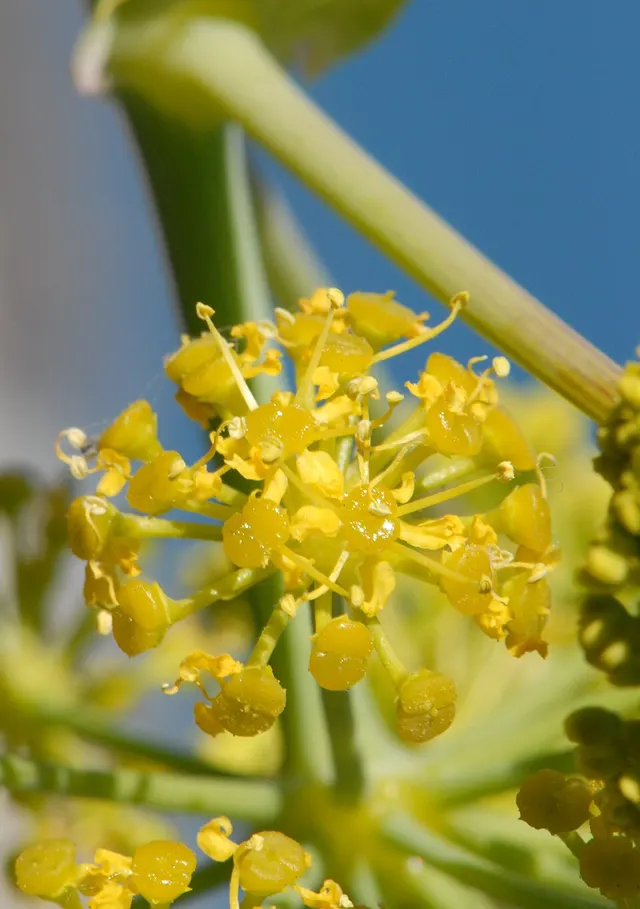 Ferula tingitana