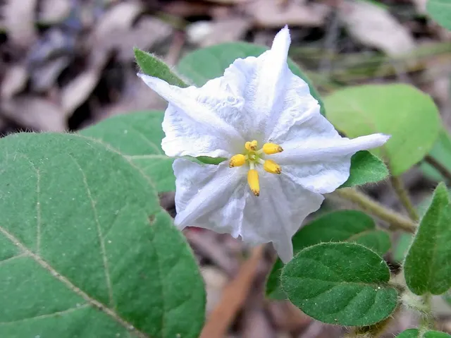 Solanum densevestitum