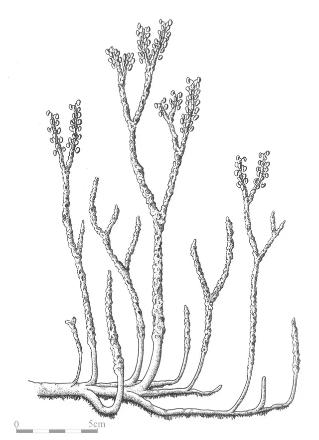 Nothia aphylla