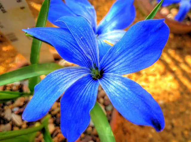 Tecophilaea cyanocrocus