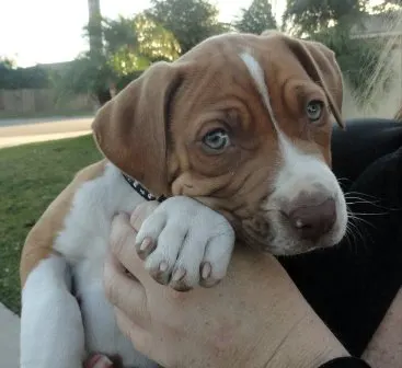 Pet Social Worker / Tails of Hope Rescue