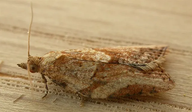 Light brown apple moth