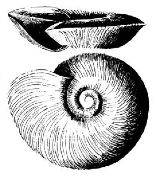 Segmentorbis kanisaensis