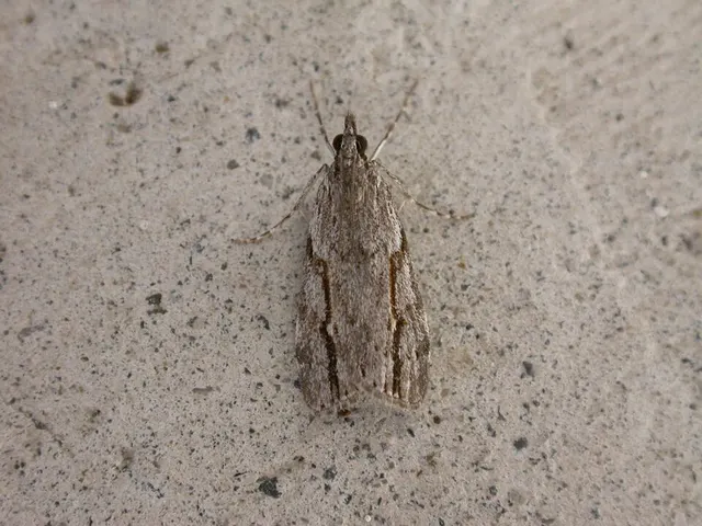 Eudonia bisinualis