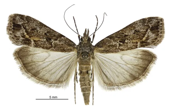 Eudonia submarginalis