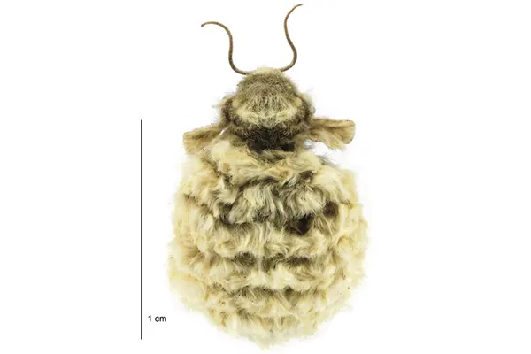Metacrias strategica