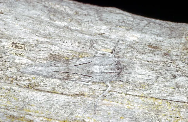 Capusa cuculloides