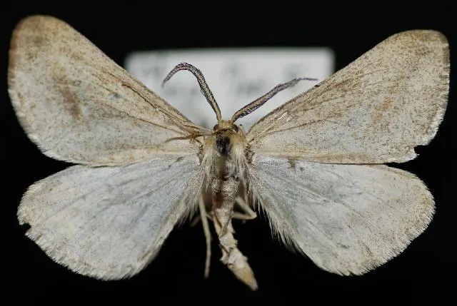 Aspitates aberrata