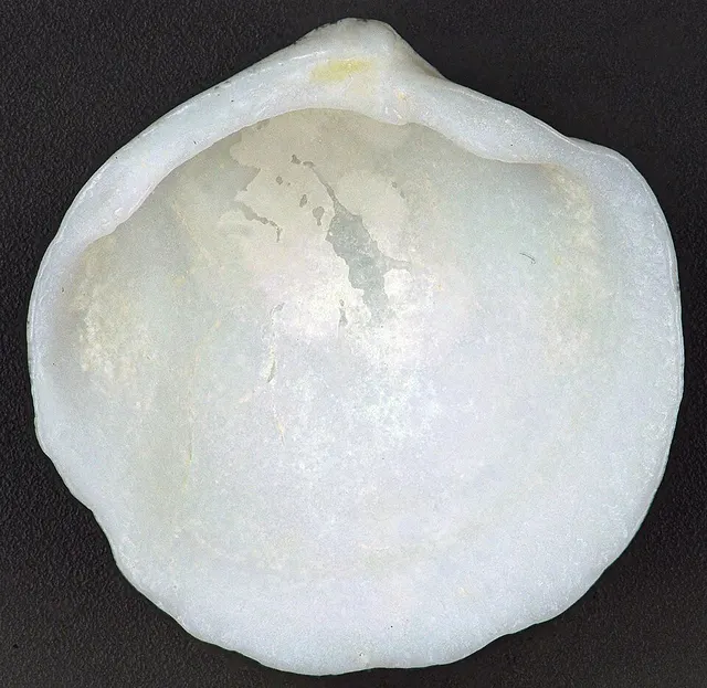 Lucina pensylvanica