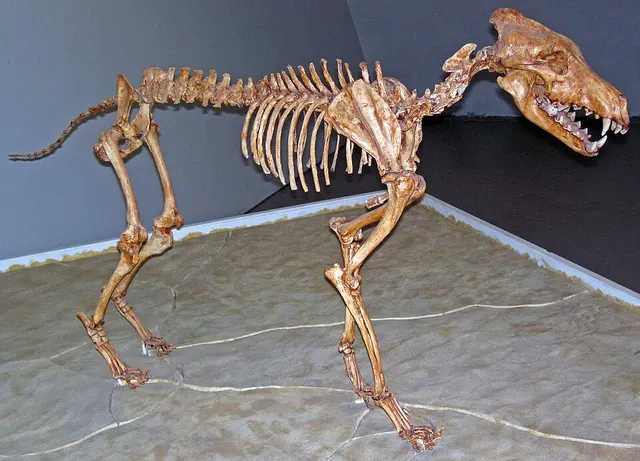 Aenocyon dirus