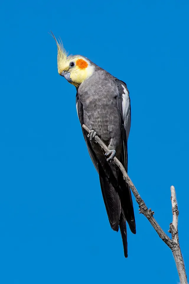 Calopsitte élégante