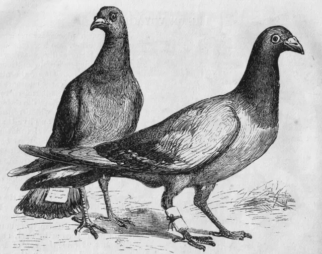 Pigeon post