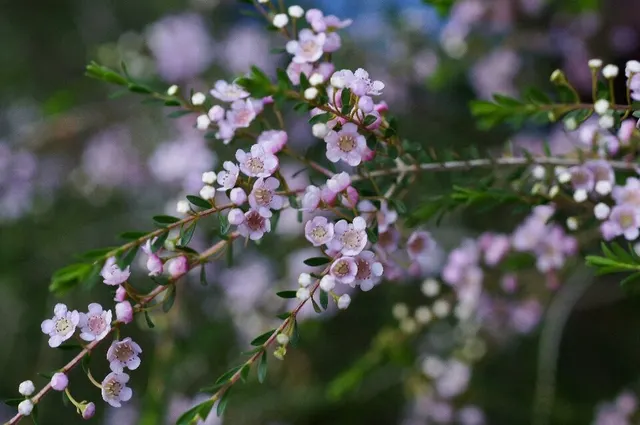 Thryptomene saxicola