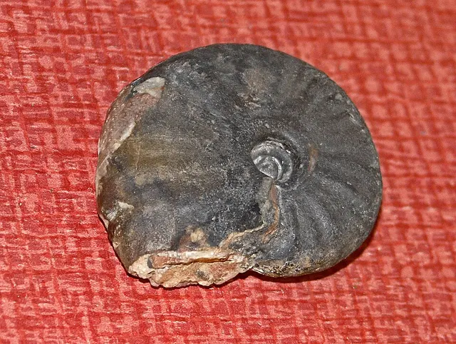 Ptychitidae