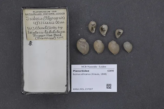 Bulinus africanus