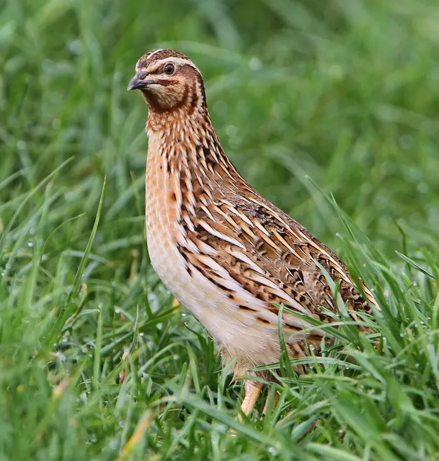 Common quail