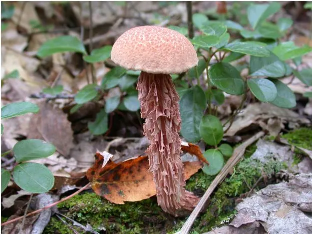Aureoboletus russellii