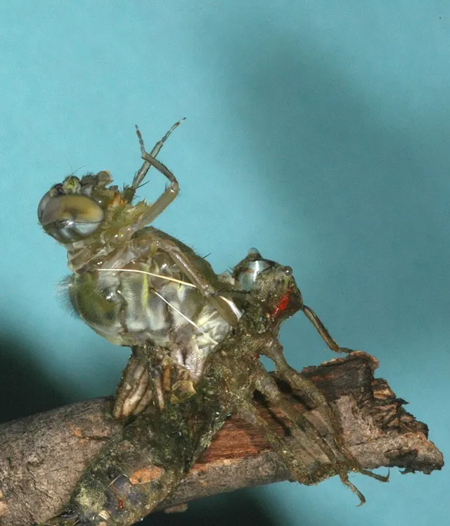 Moulting