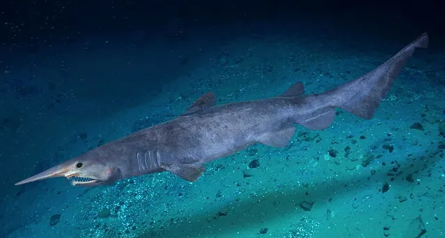 Requin lutin
