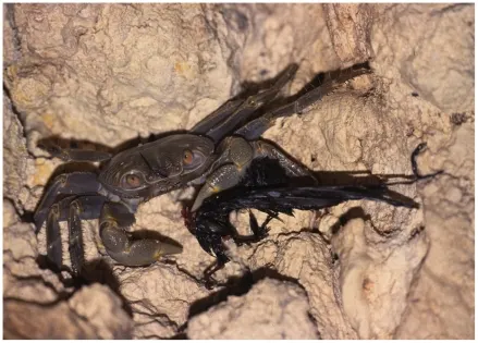 Geograpsus