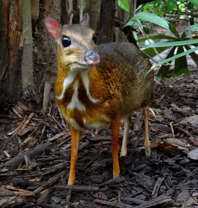 Chevrotain