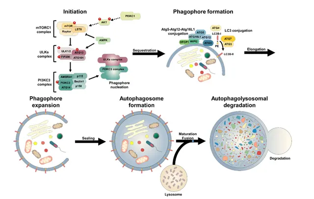 Autophagosome
