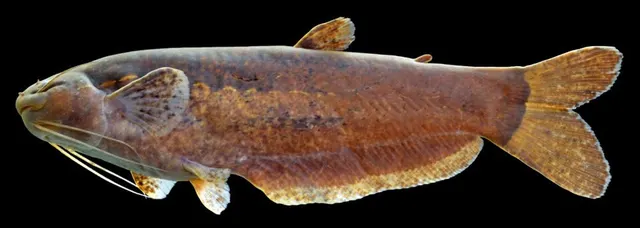 Cetopsidae