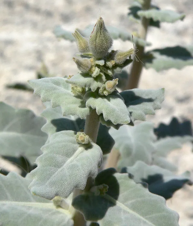 Mentzelia leucophylla