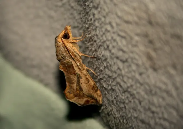 Oraesia emarginata