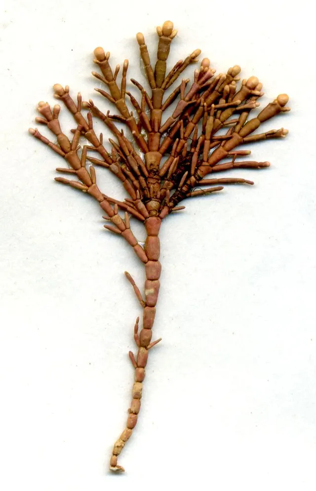 Corallinophycidae