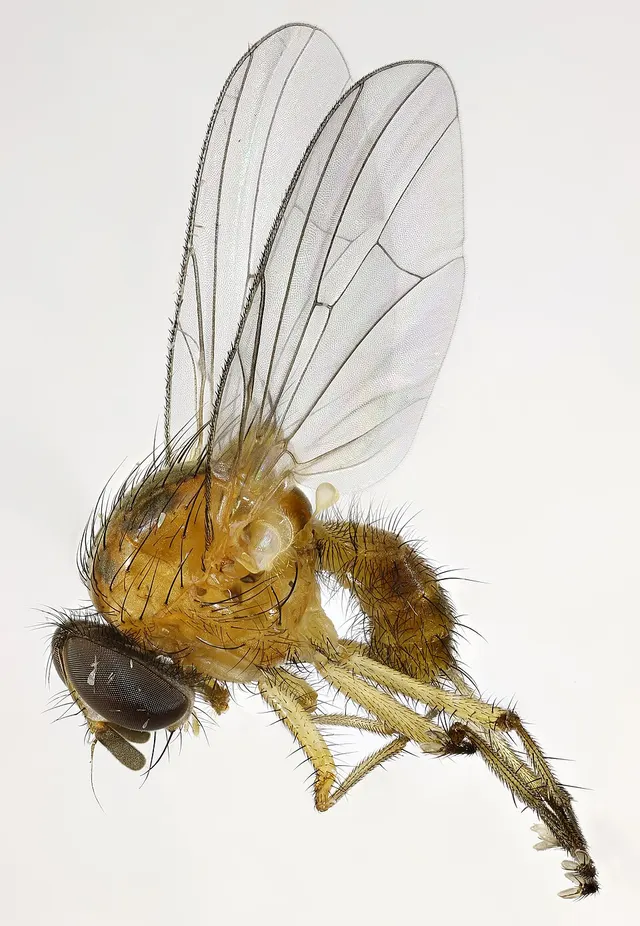 Pegomya geniculata