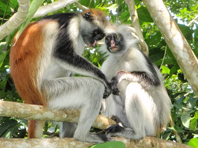 Wildlife of Zanzibar