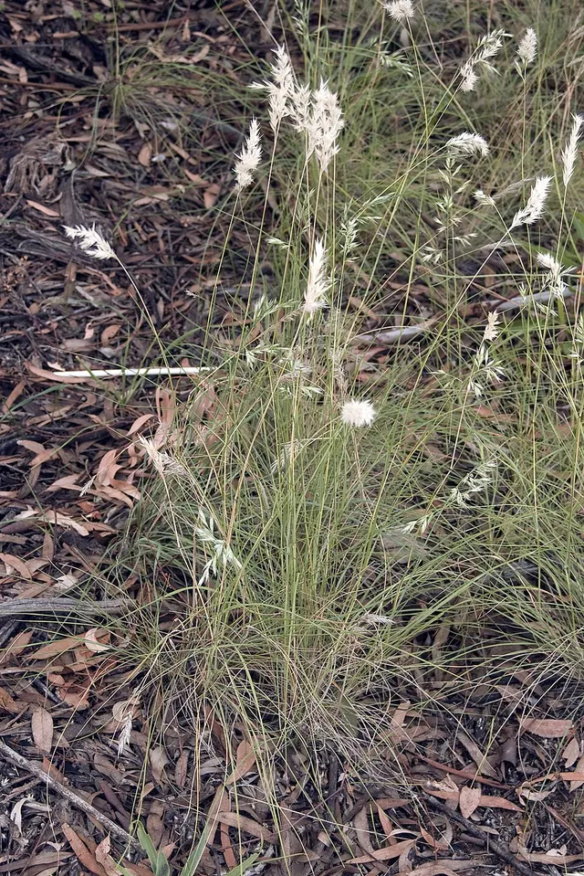 Rytidosperma setaceum