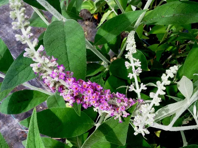 Buddleja stenostachya