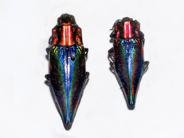 Cyphogastra