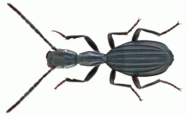 Netrodera