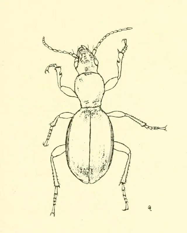 Broscosoma