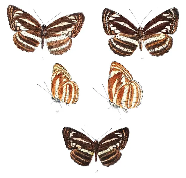Neptis cartica