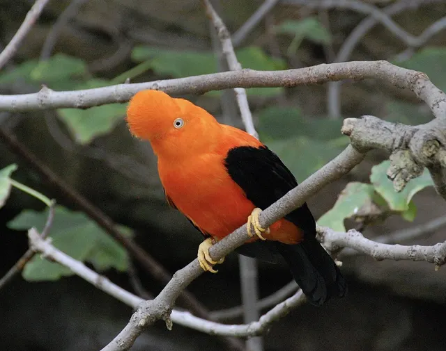 Rupicola