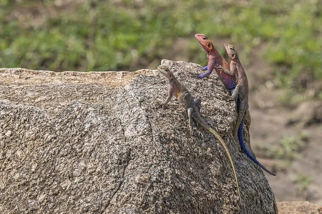 Agamidae