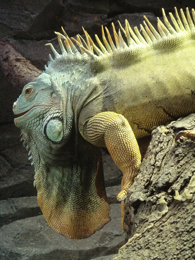 Iguanidae