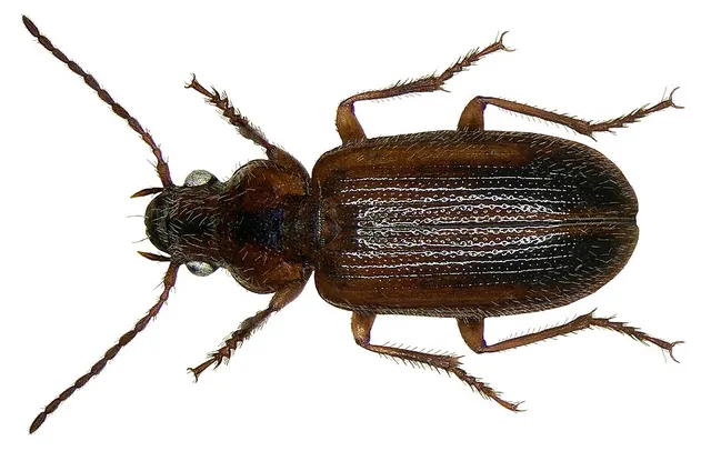 Dicheirotrichus