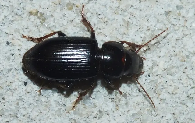 Microderes