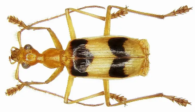 Calophaena
